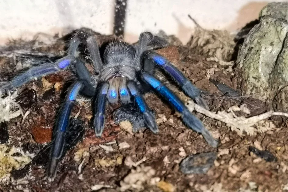 Chilobrachys sp. Electric Blue Tarantula in a Terrarium