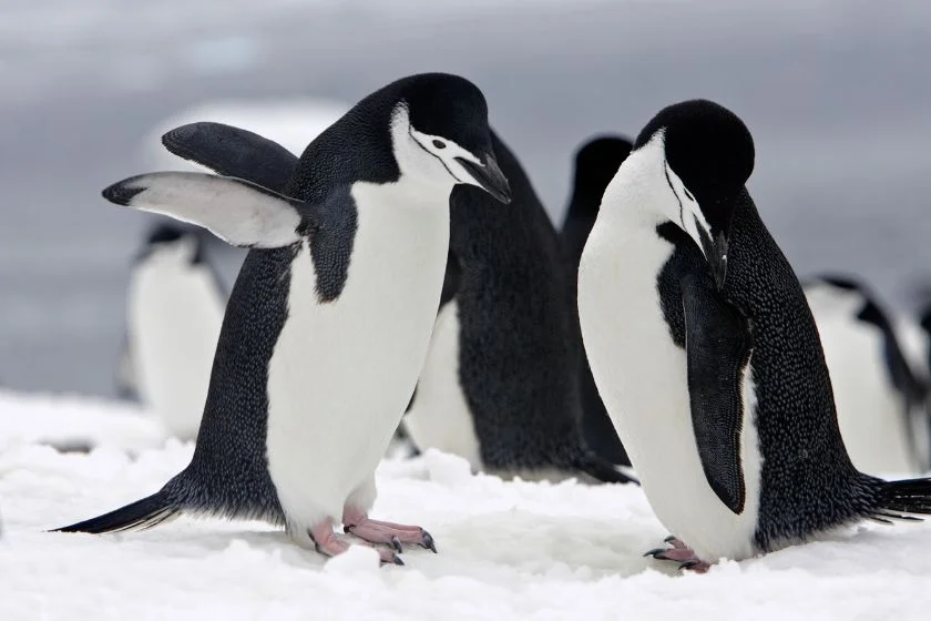 Chinstrap Penguins Standing on Ice