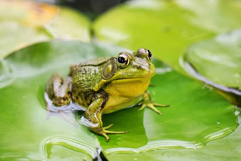 Close Up View of American Bullfrog on Lily Pad