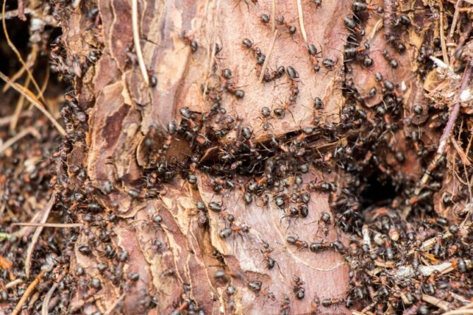 Close Up Ant Colony in Rotten Tree