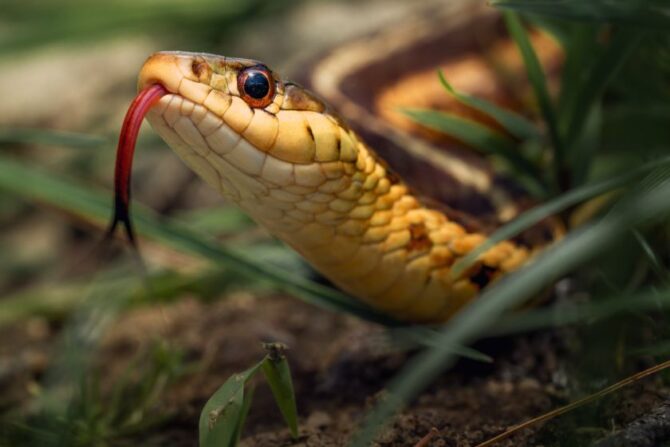 Close Up Brown Snake on Dirt Ground with Tongue Out (1)