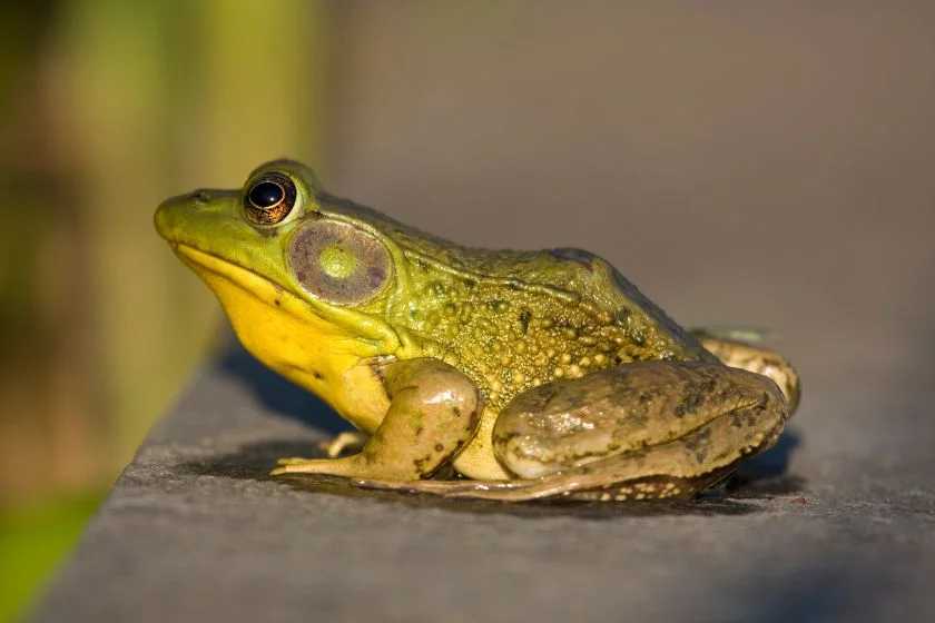 Close Up Bullfrog on Pavement