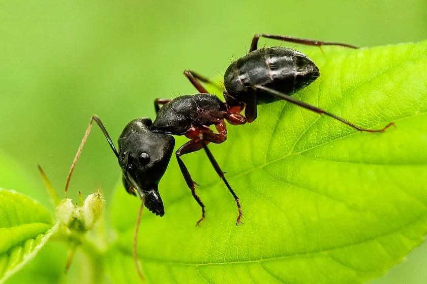 Close Up Carpenter Ant on Leaf