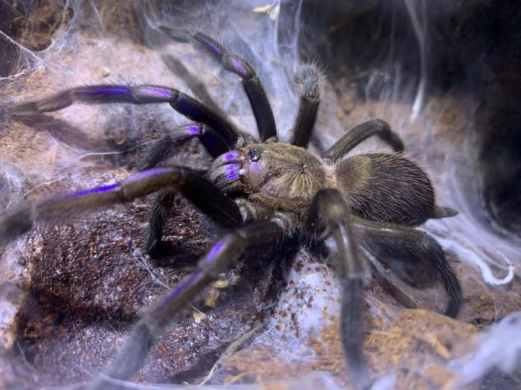 Close Up Electric Blue Tarantula