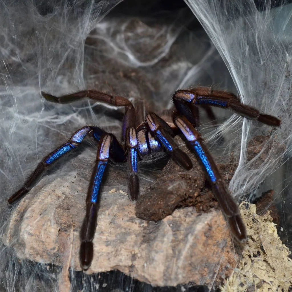 Close Up Electric Blue Tarantula with Webs