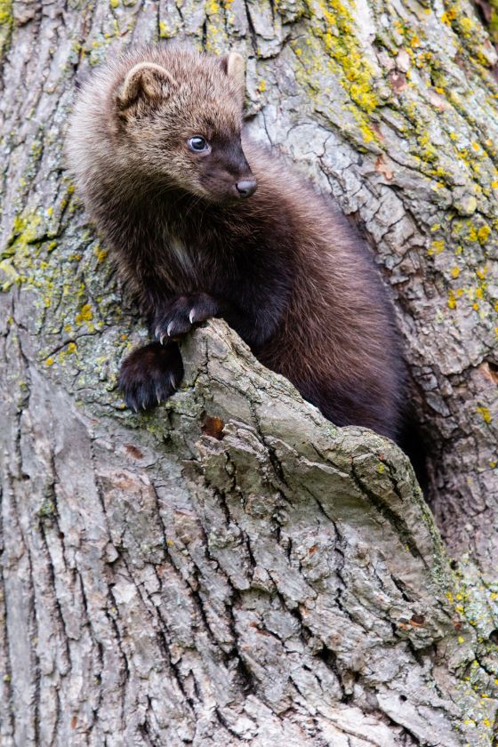 Close Up Fisher (Pekania pennati) in Forest