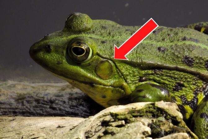Close Up Frog With Arrow Pointing to the Ear