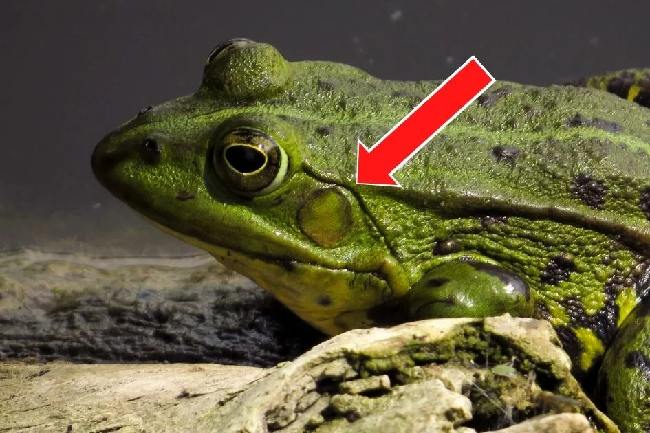 Close Up Frog With Arrow Pointing to the Ear