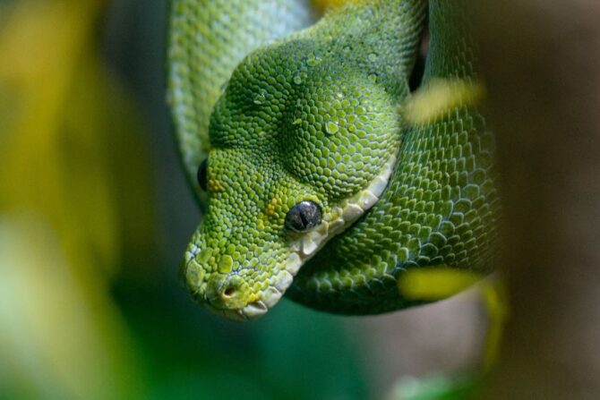 Close Up Green Tree Python Face During Rainfall