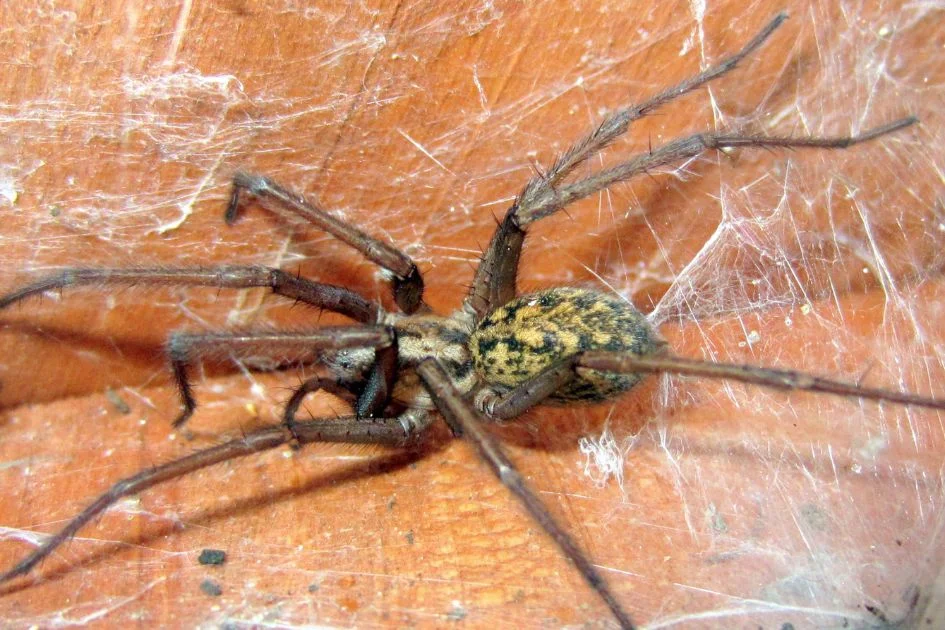Close Up Hobo Spider on Web Under Barrel