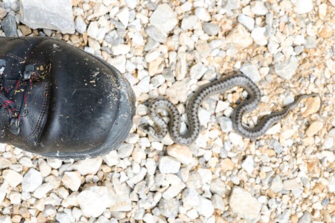 Close Up Person's Boot About to Step on Attacking Snake