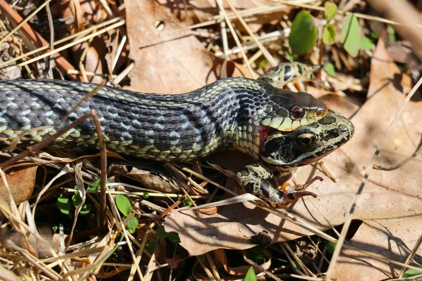 Close Up Snake Eating a Frog