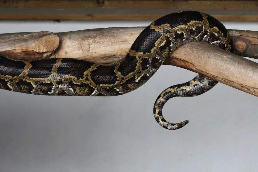 Close Up Tail of a Python Snake