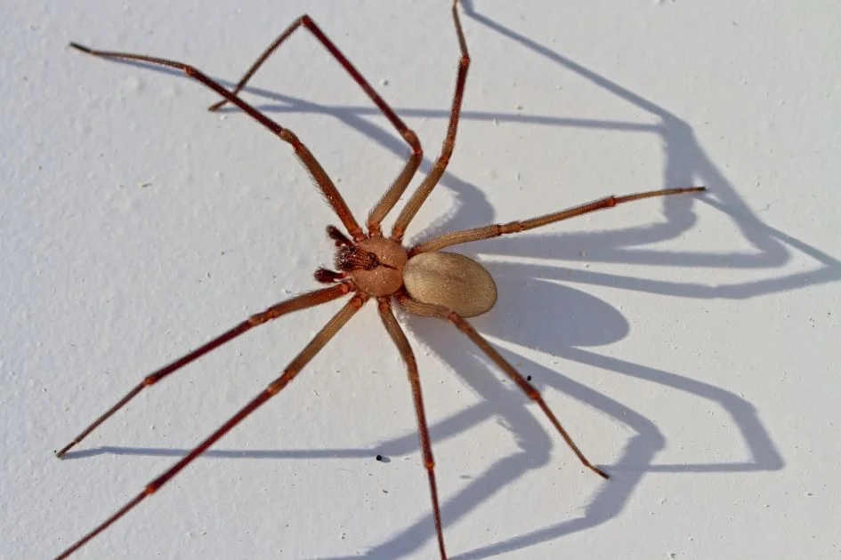 Close Up Top View of Brown Recluse Spider