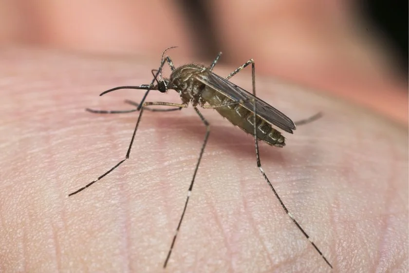 Close Up View of Common House Mosquitoes (Culex pipiens )