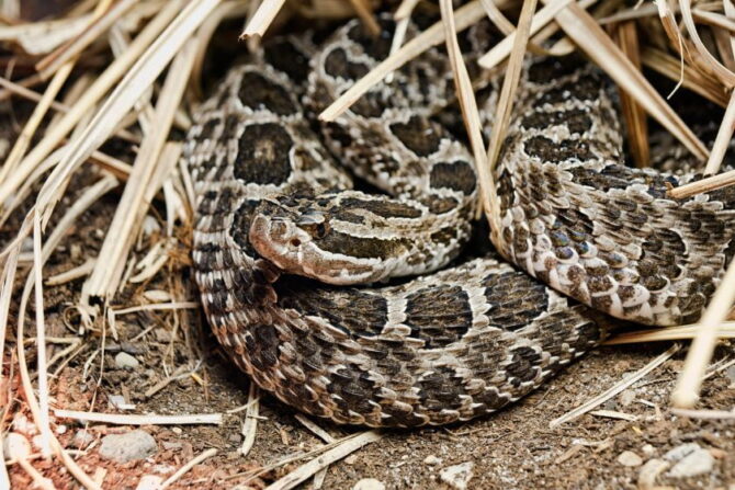 Close Up View of Eastern Massasauga Rattlesnakes (Sistrutus catenatus) Curled Up