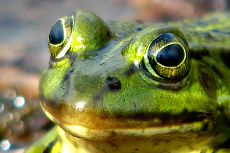 Close Up View of Happy Frog's Face and Large Eyes