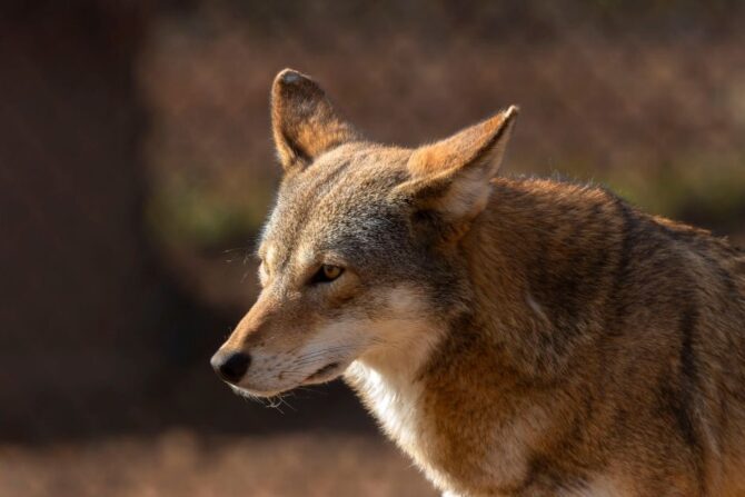 Close Up View of Rare Red Wolf (Canis rufus) Species