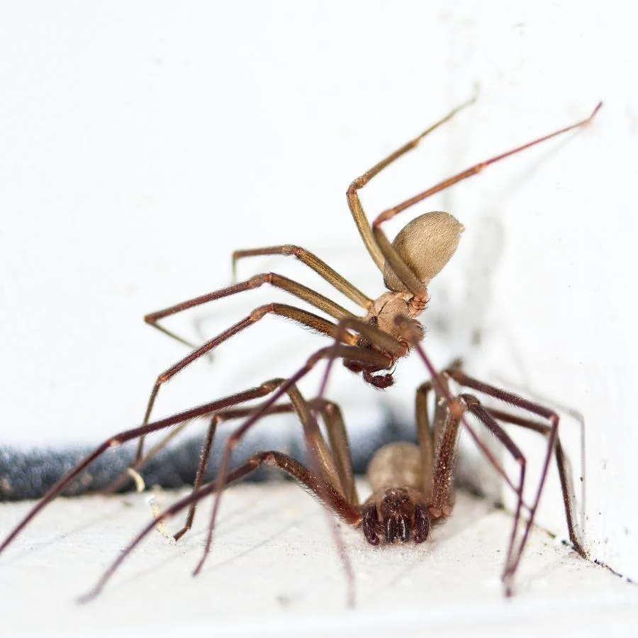 Close Up View of Two Brown Recluse Spider