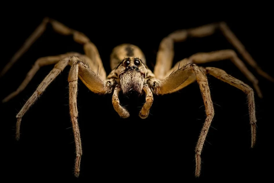 Close Up View of Wolf Spider on Black Background
