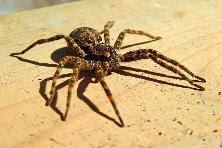 Close Up Wolf Spider on Wooden Surface