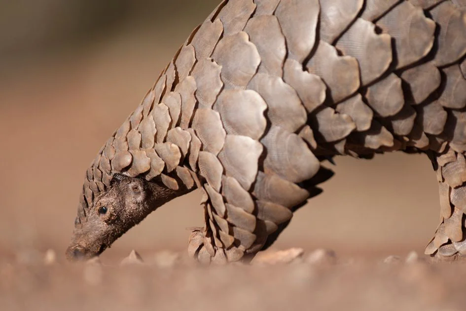 Close Up of Pangolin Searching for Ants