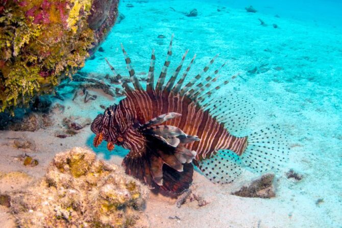 Close View of Invasive Red Lionfish Swimming Underwater