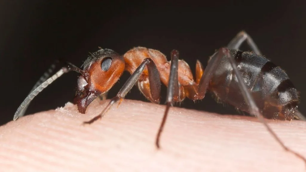 Close View of Worker Ant