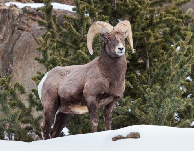 View of Colorado Bighorn Sheep (Ovis canadensis) on Snow