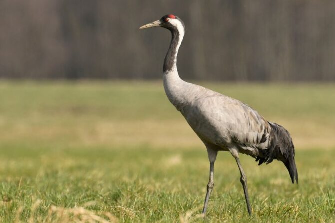 Common Crane (Grus grus)