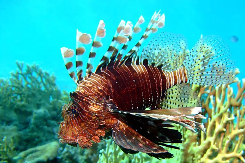 Common Lionfish (Pterois miles)