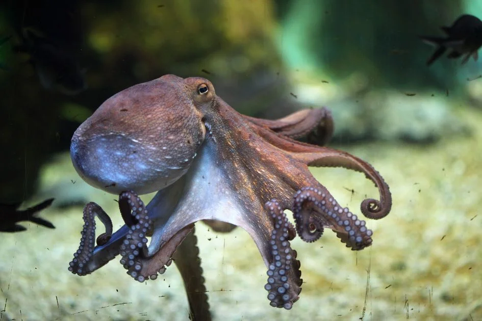 Common Octopus (Octopoda)