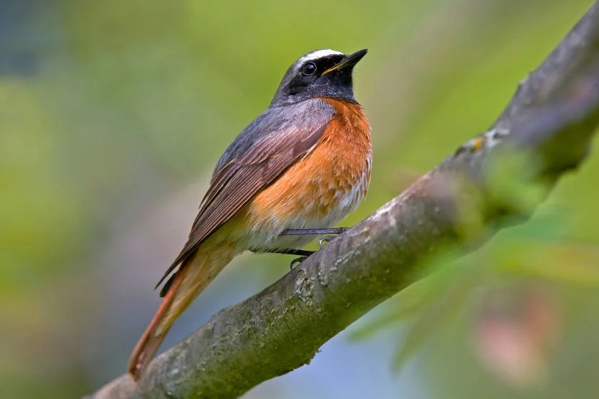 Common Redstart (Phoenicurus Phoenicurus)