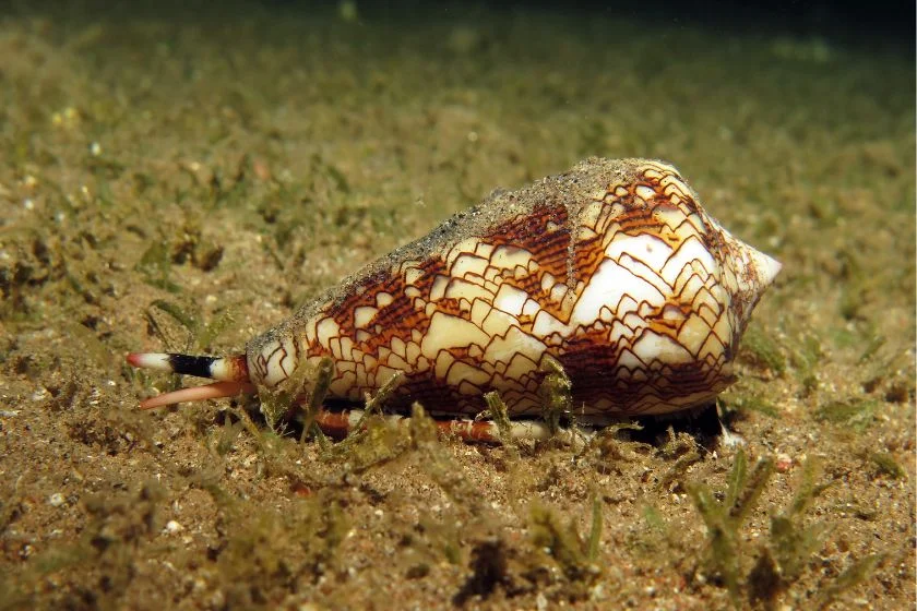 Cone Snail (Conus)