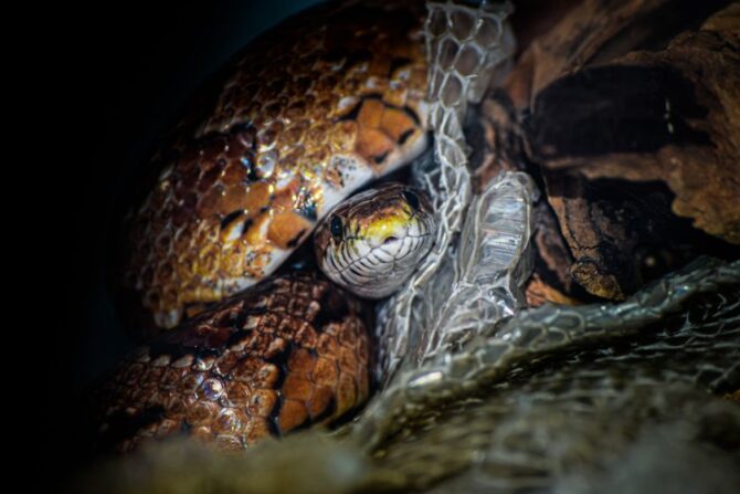 Corn Snake Shedding Its Skin