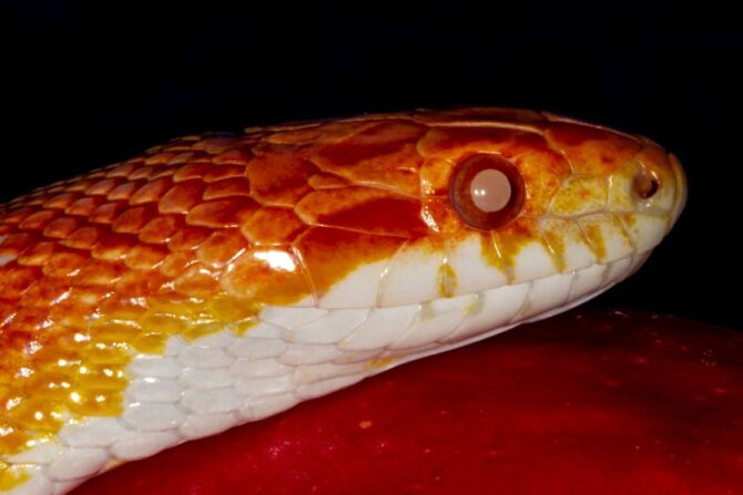 Close Up Corn Snake with Eyes White