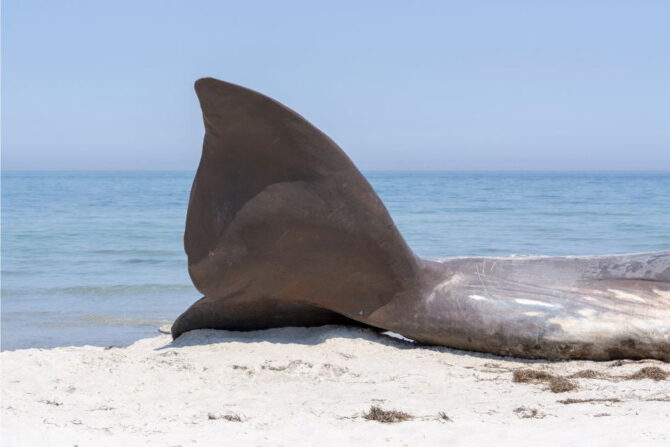 Corpse of a Beached Whale on the Beach