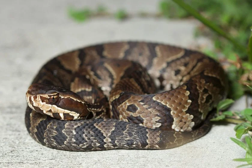 Cottonmouth Water Mocassin Snake Curled Up on Road