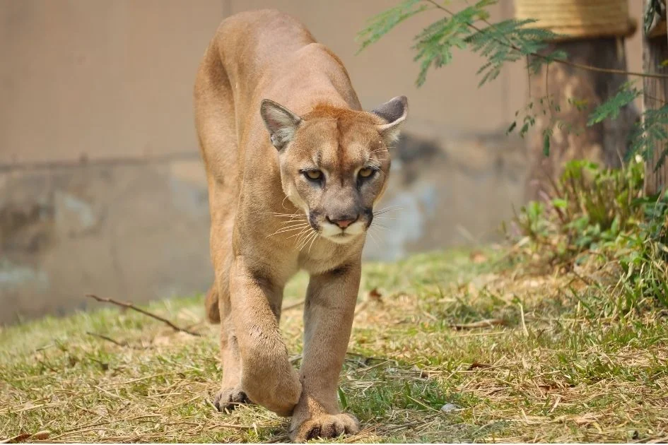Close Up View of Cougar (Puma concolor) Approaching