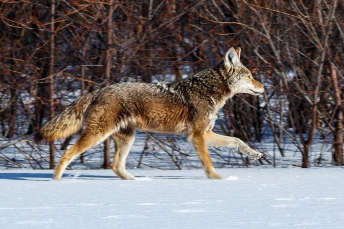 Coyote Running in the Wild