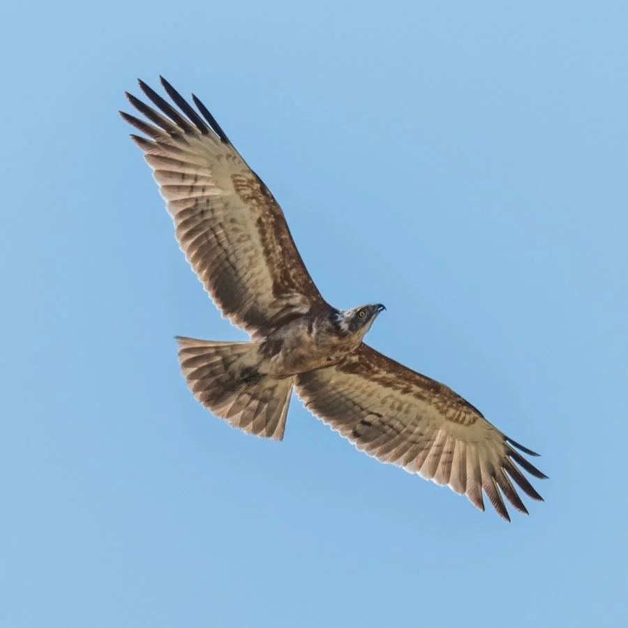 Crowned Eagle Flying High (Stephanoaetus coronatus)