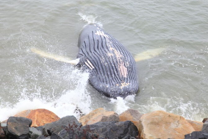Dead Whale on a Shore