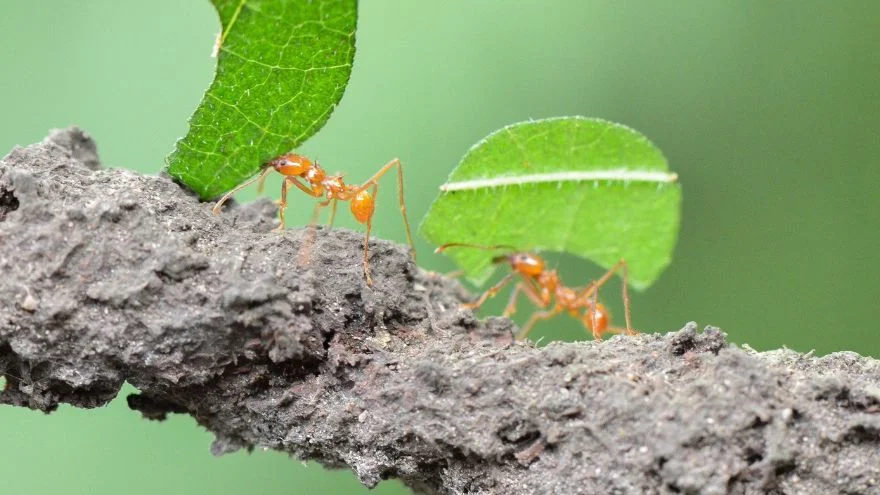 Do Ants Have Brains Here's What Science Says