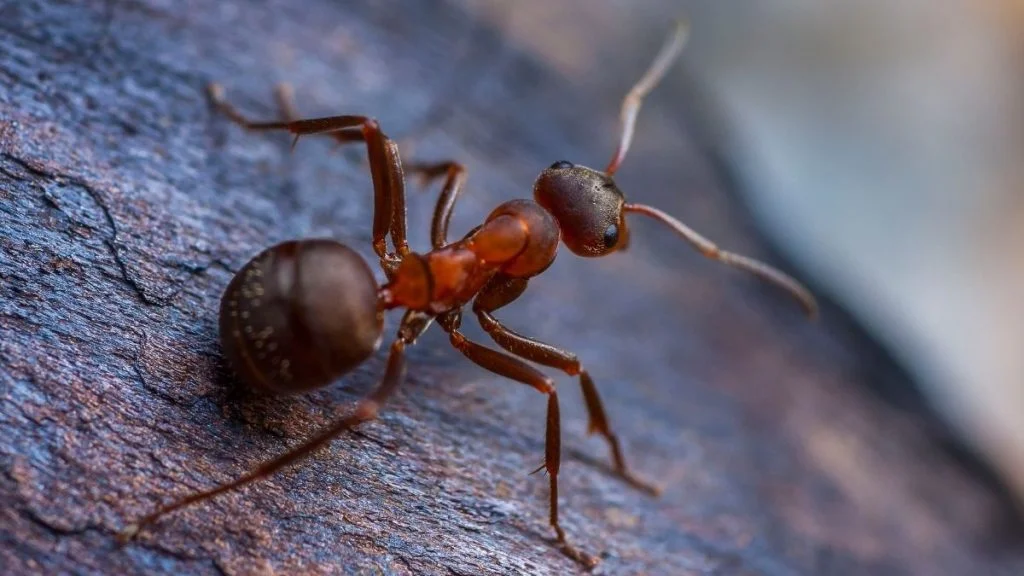 Do Ants Have Ears Can Ants Hear Sounds