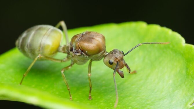 Do Ants Have Hearts & Organs? You'll Be Surprised!