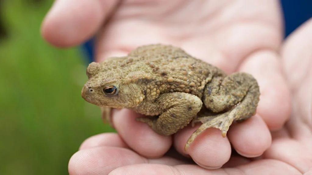 Do Frogs Cause Warts Myth Busting Answer!