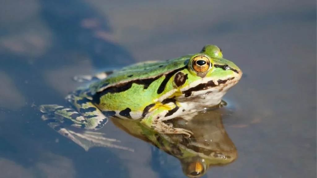 Do Frogs Drink Water (Surprising Answer)