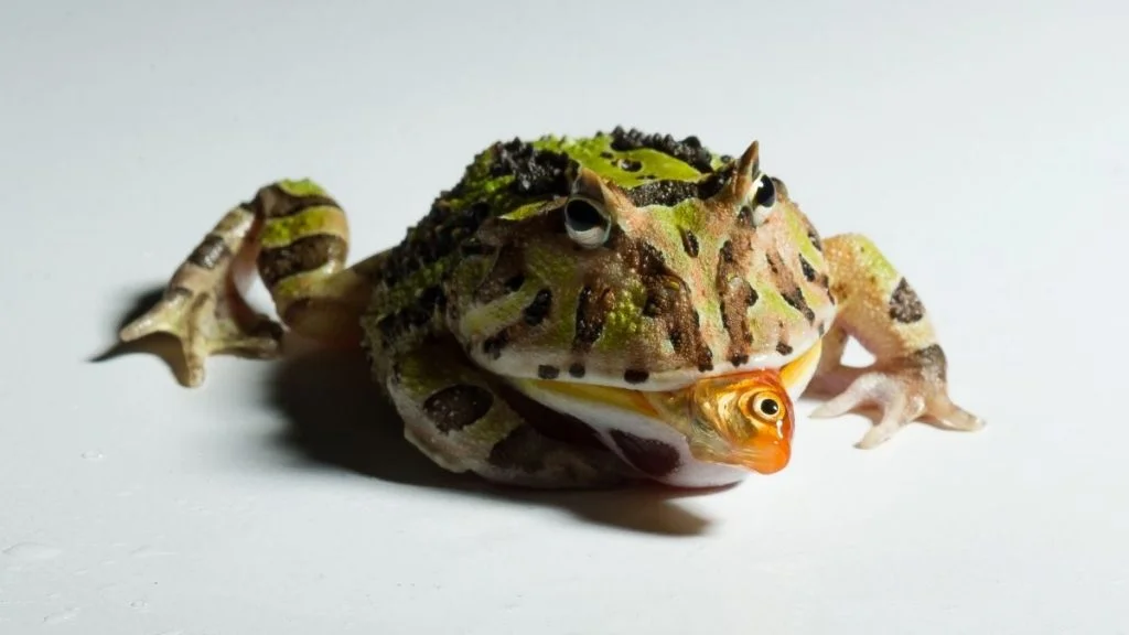 Horned Frog Eating Small Fish