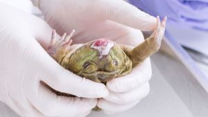 Frogs: Facts, Characteristics, Behavior, Diet, More