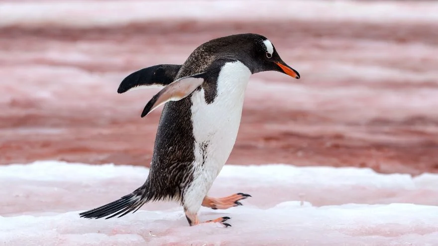 Do Penguins Have Tails (Penguin Tail Explained)